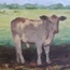 Calf